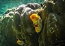 Bright orange clownfish nestled among greenish coral formations underwater