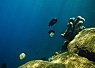 Colorful coral reef with small fish swimming nearby in clear blue water