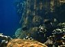Underwater scene showing a clownfish swimming near coral and rocks with dark water and some small fish in the background