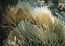 Dense cluster of soft, flowing sea anemones with long, slender tentacles in varying shades of beige and light brown