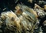 Colorful sea anemones with tentacles swaying underwater near a coral reef