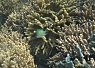 Clownfish swimming among healthy coral formations in a clear coral sea