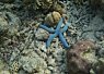 Bright blue starfish resting on a coral reef surrounded by various marine life