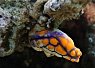 brightly colored nudibranch with orange and blue markings on a coral reef
