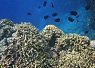Colorful coral reef with various fish swimming above and around it in clear warm sea water