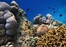 Colorful coral reef teeming with various small fish swimming above and around the corals in clear tropical water