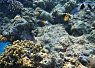 Clownfish swimming near a coral reef with various types of coral and rocky sea floor visible