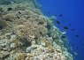 Underwater view of a coral reef with small black fish swimming nearby under clear blue water