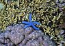 Blue starfish resting on coral reef surrounded by other marine life in clear water