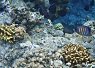 Clownfish swimming near coral formations in a clear tropical sea