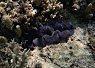 A clownfish nestled among purple sea anemones on a coral reef in clear tropical water