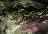 A vibrant clownfish nestled among the protective tentacles of a sea anemone in a coral reef