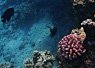 Underwater scene with vibrant coral formations and a small clownfish swimming nearby