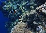 Underwater view of a vibrant coral reef with a small clownfish swimming near the corals in clear blue seawater