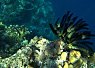 Vibrant coral reef with a bright orange clownfish swimming near spiky black and white sea plants underwater