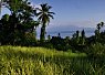Lush green rice fields with palm trees and dense forest under a clear blue sky