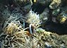 Underwater scene with a clownfish swimming among sea anemones on a coral reef