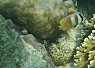A clownfish swimming among branching coral formations in a vibrant coral reef environment