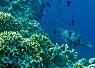 Underwater scene with coral reef and small fish swimming around in clear blue water