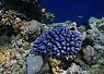 vibrant blue coral formation surrounded by various smaller corals on a reef in clear ocean water
