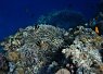 Colorful coral reef with diverse marine life including a small clownfish among the corals in clear tropical sea water