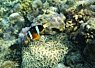Brightly colored clownfish swimming near a coral reef in clear blue water