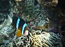 A colorful clownfish swimming near coral in a vibrant underwater reef