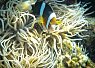 Clownfish swimming among white sea anemone tentacles in a coral reef environment