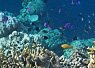Underwater coral reef with various small fish swimming around a vibrant coral formation