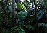 Lush, dense tropical forest with tall trees and thick green foliage creating a shaded, vibrant natural environment