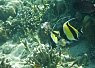 A colorful reef scene with a small orange clownfish swimming near coral and a larger black and white striped fish nearby
