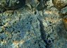 Clownfish nestled among coral and rocky underwater formations in a clear sea environment