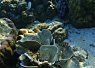 Bright orange clownfish swimming near and around coral formations on a reef in clear blue water