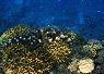 Colorful coral reef underwater with a variety of corals and a small clownfish swimming near the reef