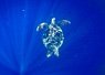 Small sea turtle swimming upward in clear blue ocean water with sunlight illuminating its shell
