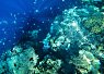 Vibrant coral reef underwater with various coral formations and small fish swimming around in clear blue water