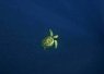 Small bright yellow fish illuminated against a dark blue underwater background