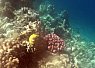 Coral reef underwater scene with colorful corals and a clownfish swimming nearby