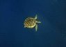 Small turtle swimming alone in deep blue water