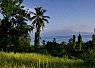 Lush green rice terraces in the foreground with tall palm trees and a distant view of a mountainous landscape under a clear blue sky