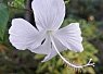Delicate pale purple flower with five petals and prominent veins, against a blurred green background