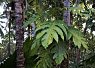 Large fern leaves growing among tall trees in a dense forest with sunlight filtering through the canopy