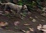 White bird with black markings standing among dry leaves on the ground