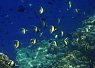 School of small yellow and blue fish swimming above a coral reef in clear tropical water
