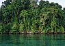 Lush green tropical forest along a calm, clear sea shoreline under a bright sky