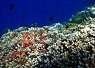 Underwater scene of a coral reef with various small colorful fish swimming around