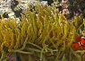 Bright yellow sea anemone with a clownfish nestled among its tentacles on a coral reef