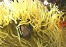 A clownfish nestled within bright yellow sea anemone tentacles in a coral reef environment