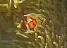 A clownfish nestled among the tentacles of a sea anemone in a coral reef