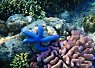 Clownfish swimming among vibrant coral reef in clear tropical seawater